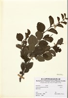 藏品(馬甲子)的圖片